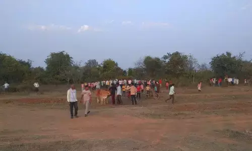 शंकरपट (बैलों की दौड़) के लिए काट दिए हरे-भरे पेड़ , पौधारोपण अभियान की उड़ाई धज्जियां शंकरपट (बैलों की दौड़) के लिए काट दिए हरे-भरे पेड़ , पौधारोपण अभियान की उड़ाई धज्जियां