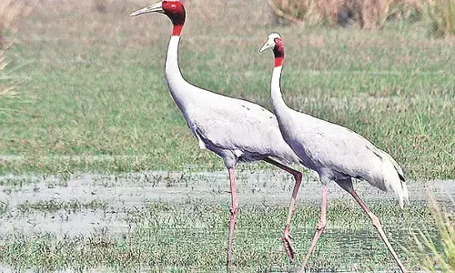 सारस पक्षियों का अधिवास बचाने महाराष्ट्र व मध्य प्रदेश सरकार करेगी समन्वय सारस पक्षियों का अधिवास बचाने महाराष्ट्र व मध्य प्रदेश सरकार करेगी समन्वय