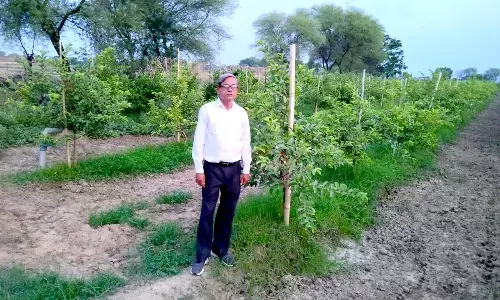 अच्छी आमदनी के लिये किसान डी.पी. शर्मा कर रहे हैं वीएनआर अमरूद की खेती अच्छी आमदनी के लिये किसान डी.पी. शर्मा कर रहे हैं वीएनआर अमरूद की खेती