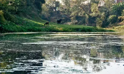 करोड़ों की लागत से बायो-सीएनजी संयंत्र बना, फिर भी नहीं मिट पा रहा गंदगी का दाग करोड़ों की लागत से बायो-सीएनजी संयंत्र बना, फिर भी नहीं मिट पा रहा गंदगी का दाग