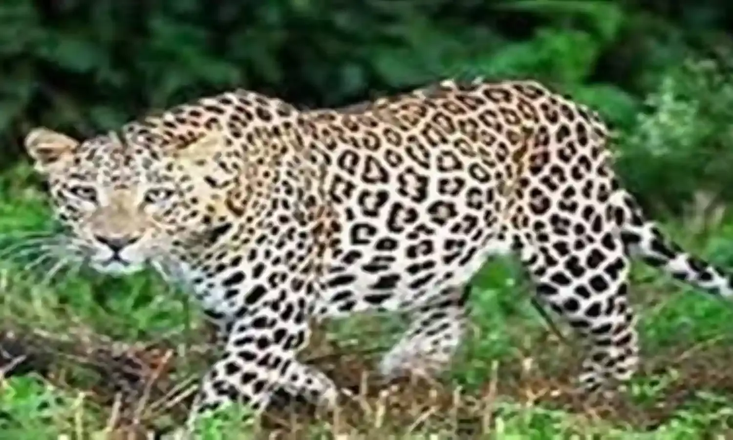 तेंदुआ देखते ही ट्रक छोड़कर भागे ड्राइवर-क्लीनर