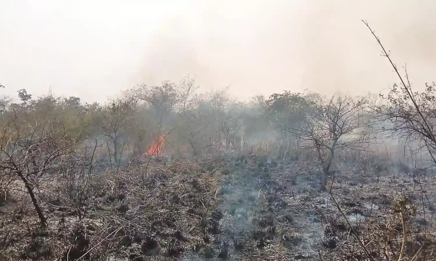 जंगलों में अभी तक नहीं आंकी गई फायर लाइन, आग को लेकर वन विभाग गंभीर नहीं