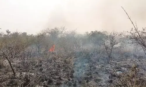 जंगलों में अभी तक नहीं आंकी गई फायर लाइन, आग को लेकर वन विभाग गंभीर नहीं