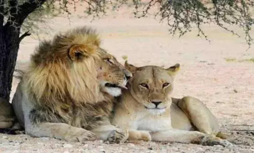 त्रिपुरा में शेर और शेरनी के नाम केस में राज्य सरकार की बड़ी कार्रवाई, आईएफएस आधिकारी को किया सस्पेंड