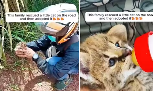 इस जानवर के बच्चे को कपल बिल्ली समझने की कर बैठा भूल, घर लाने के  बाद जब पता चली हकीकत , तो उड़ गए परिवार के होश