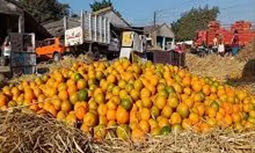 विदर्भ के संतरे के सामने देश भर के संतरे पड़े फीखे , स्वादिष्ट और मीठे भी हैं