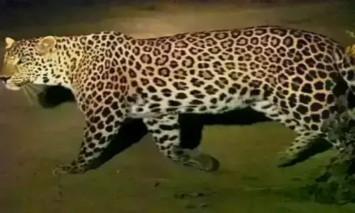 तेंदुए ने कोपरावाड़ी में फिर किया बछड़े का शिकार