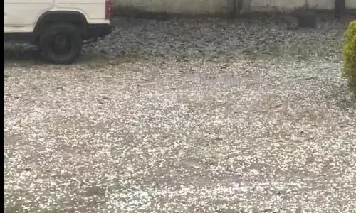 ओलावृष्टि होने से गेहूं, चना व सरसों की फसलों को नुकसान