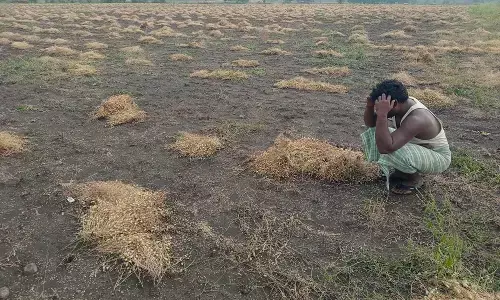 बेमौसम बारिश से मेलघाट में 2278 हेक्टेयर की फसलें बर्बाद, किसान चिंता में घिरे