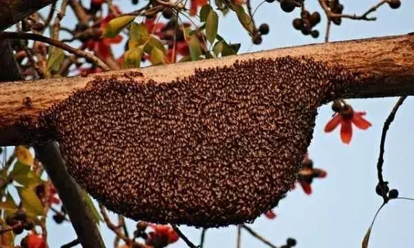 मधुमक्खियों के हमले में 18 लोग बुरी तरह हुए घायल, अगरबत्ती के धूएं से बैखलाईं