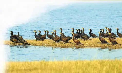 मौसम परिवर्तन का असर, नागपुर शहर में इस बार काफी कम पहुंचे विदेशी पक्षी