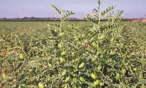 चने की फसलों पर मंडरा रहा लीपहॉपर्स का खतरा, कृषि विभाग ने जारी की एडवाइजरी चने की फसलों पर मंडरा रहा लीपहॉपर्स का खतरा, कृषि विभाग ने जारी की एडवाइजरी