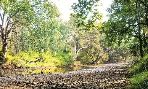 पेंच अभयारण्य में मानव-वन्यजीव संघर्ष में आई कमी, उपाय योजना के प्रयास सफल पेंच अभयारण्य में मानव-वन्यजीव संघर्ष में आई कमी, उपाय योजना के प्रयास सफल