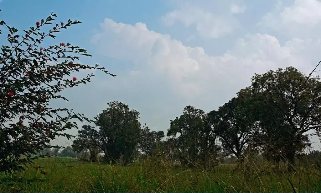 पश्चिमी विक्षोभ का असर, आगे सुबह और शाम के समय हल्की सर्दी रहेगी