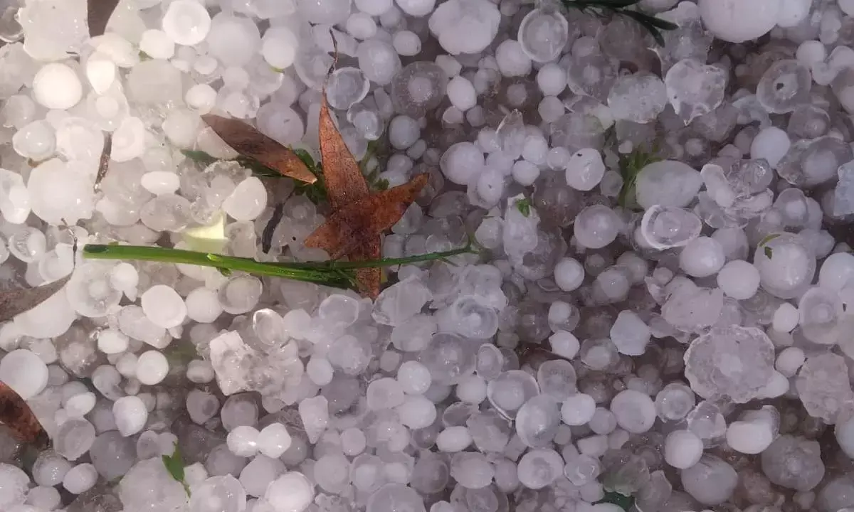 तेज बारिश के साथ फिर गिरे ओले फसलें हुईं चौपट