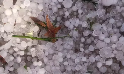 तेज बारिश के साथ फिर गिरे ओले फसलें हुईं चौपट तेज बारिश के साथ फिर गिरे ओले फसलें हुईं चौपट