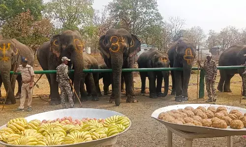 पन्ना टाइगर रिजर्व में हांथियों के लिए सात दिवसीय रेजुविनेशन कैम्प आयोजित पन्ना टाइगर रिजर्व में हांथियों के लिए सात दिवसीय रेजुविनेशन कैम्प आयोजित