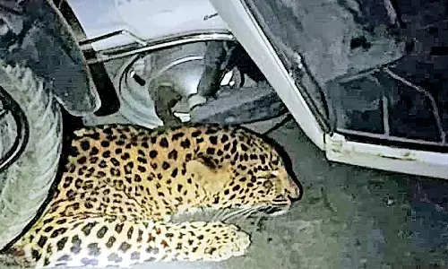 सावनेर-कलमेश्वर मार्ग पर कार के नीचे आराम फरमाते बैठा तेंदुआ, ट्रैफिक हुआ जाम
