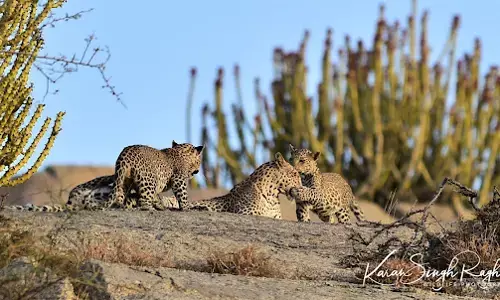 तेंदुओं का बढ़ा कुनबा : पेंच में 73, बोर में 39 और मेलघाट में 185 हुई संख्या