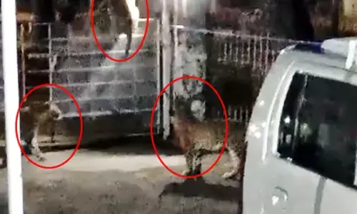 चंंद्रपुर में दीवार लांघकर अफसर के बंगले में तेंदुए के कुनबे ने डाला डेरा चंंद्रपुर में दीवार लांघकर अफसर के बंगले में तेंदुए के कुनबे ने डाला डेरा