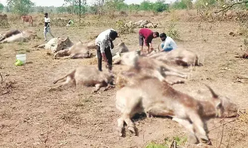 धानोरी की गौशाला में भूख-प्यास से व्याकुल 40 गौवंश ने एक के बाद एक तोड़ा दम