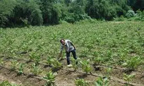 प्राकृतिक तरीके से खेती कर बालाघाट के किसानों को मिला सर्वोत्तम किसान का सम्मान