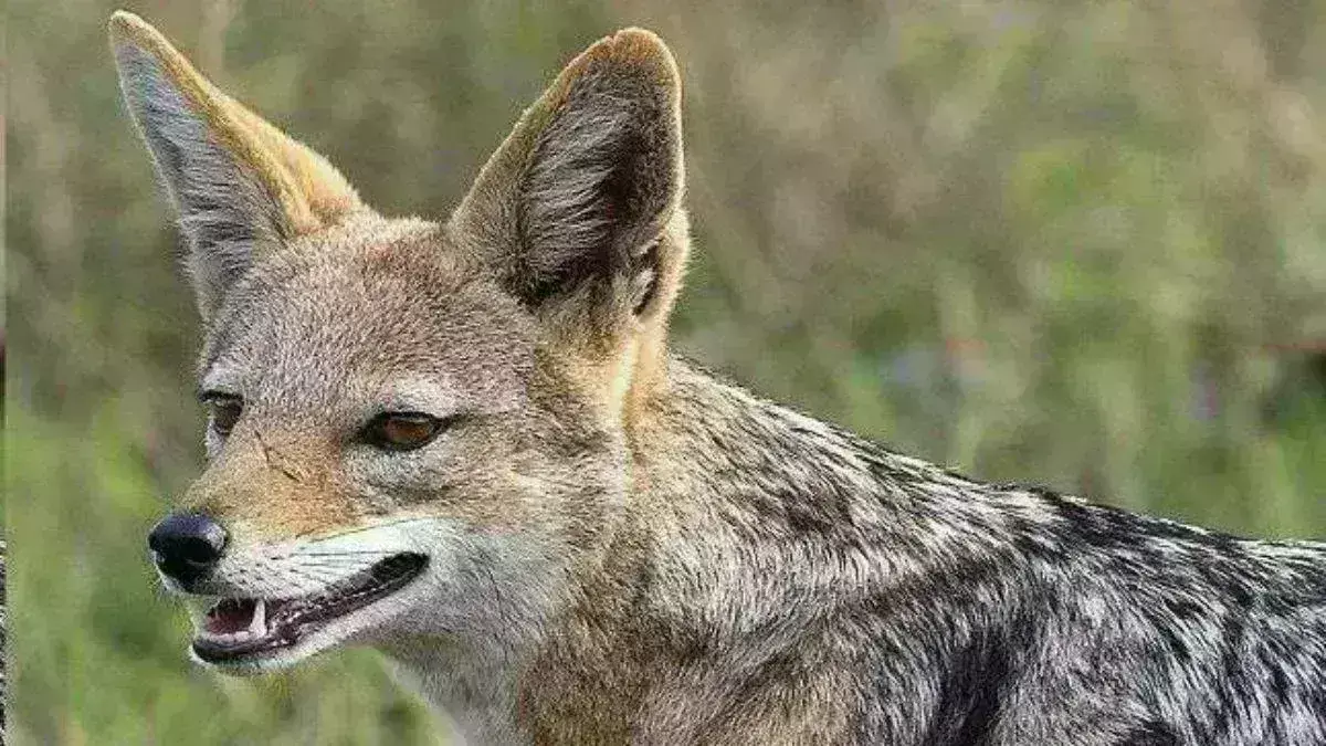 रिठौरी में सियार के झुंड का खौफ, पालतू पशुओं पर कर रहे हमला