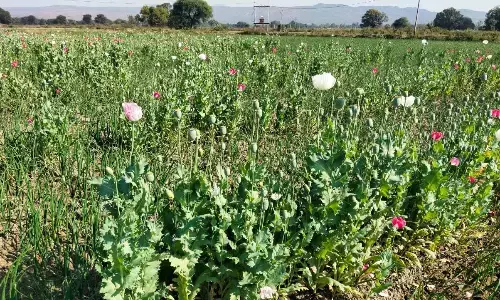 अमरपाटन में पकड़ी गई अफीम की खेती, आरोपी गिरफ्तार