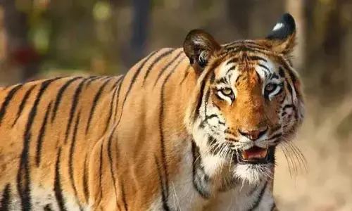 बाघ ने बैल को बनाया निवाला, गांववालों में डर का माहौल, वन विभाग को दी जानकारी बाघ ने बैल को बनाया निवाला, गांववालों में डर का माहौल, वन विभाग को दी जानकारी