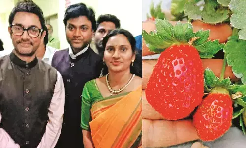 आमिर खान चखेंगे वर्धा की स्ट्राबेरी का स्वाद, 11 एकड़ में हो रहा उत्पादन आमिर खान चखेंगे वर्धा की स्ट्राबेरी का स्वाद, 11 एकड़ में हो रहा उत्पादन