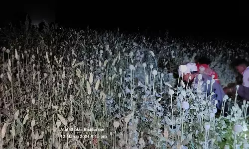 6 लाख की अफीम के साथ सगे भाई गिरफ्तार, डेढ़ एकड़ खेत में लहलहा रहे थे 1 लाख 11 हजार पौधे