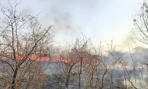 फिर धधका जैवविविधता पार्क , 10 हेक्टेयर जंगल खाक, वन संपदा का हुआ नुकसान फिर धधका जैवविविधता पार्क , 10 हेक्टेयर जंगल खाक, वन संपदा का हुआ नुकसान