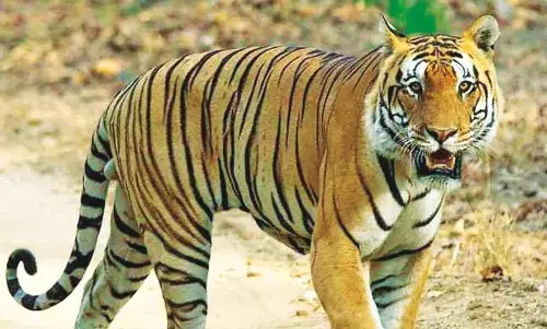 नवेगांव-नागझिरा व्याघ्र प्रकल्प में जल्द ही फिर छोड़े जाने वाले हैं दो बाघ