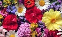 फूलों से घर पर बनाए नेचुरल गुलाल, इस होली बाजार के रंगों को कहें तौबा