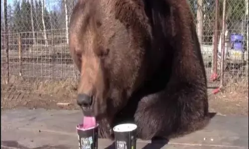 गर्मी की तैयारी :  महाराजबाग में वन्यजीवों का खास ध्यान, कूूलर लगे,  भालू खाएगा आइसक्रीम