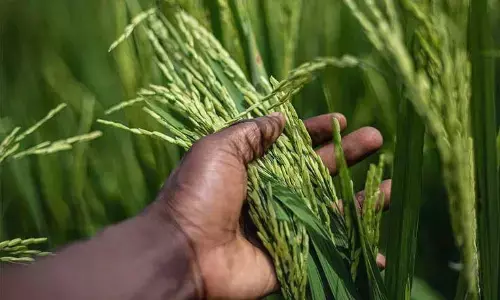 उद्यानिकी फसलों की नई तकनीक सीखने 53 कृषकों का दल रवाना उद्यानिकी फसलों की नई तकनीक सीखने 53 कृषकों का दल रवाना