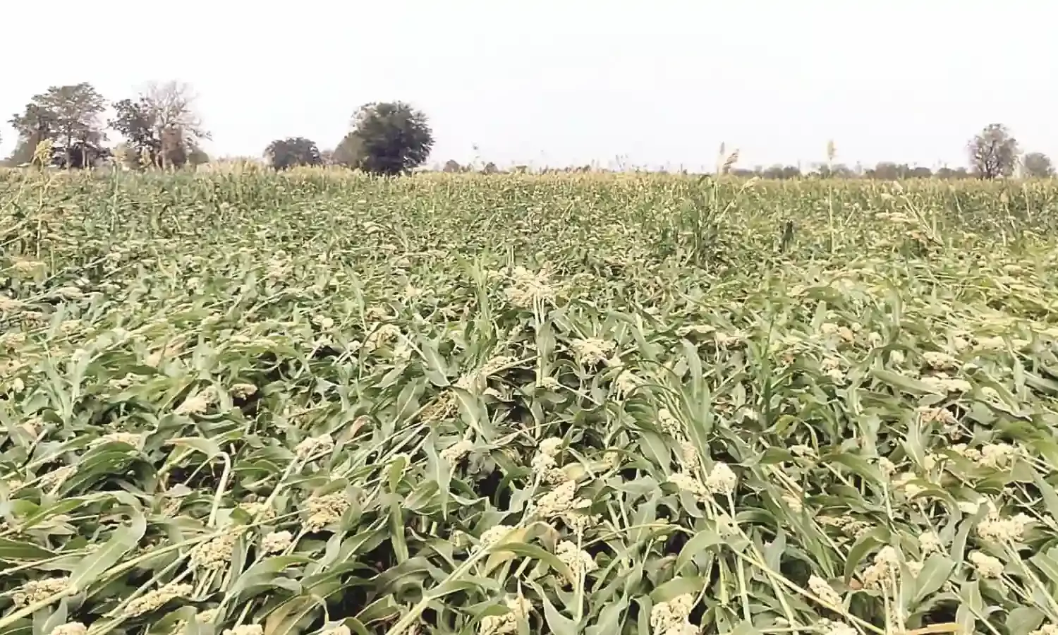 किसानों को सरकारी सहायता राशि की प्रतीक्षा, बेमौसम बारिश से फसलों को नुकसान