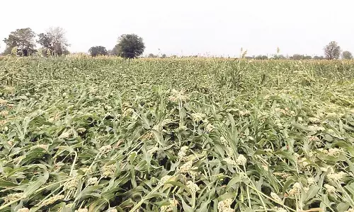 किसानों को सरकारी सहायता राशि की प्रतीक्षा, बेमौसम बारिश से फसलों को नुकसान