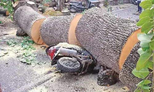 वाहनों पर गिरे पेड़, दीवारें भरभराईं - क्षतिग्रस्त पेड़ों को काट यातायात सुचारू किया वाहनों पर गिरे पेड़, दीवारें भरभराईं - क्षतिग्रस्त पेड़ों को काट यातायात सुचारू किया