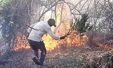 जंगल की आग बुझा रहे गांववाले, पारशिवनी तहसील के 3 ग्रामों को मिला पुरस्कार