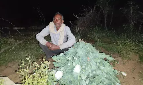 नशे के खिलाफ पुलिस की बड़ी कार्रवाई, अफीम और गांजा की खेती पर किसान गिरफ्तार