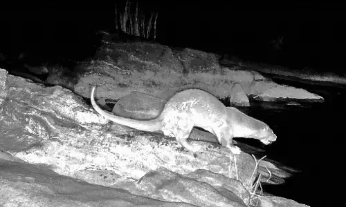 दुर्लभ : पेंच में पहली बार दिखा यूरेशियन ऑटर, जलजीवों के सर्वे में मिली जानकारी दुर्लभ : पेंच में पहली बार दिखा यूरेशियन ऑटर, जलजीवों के सर्वे में मिली जानकारी