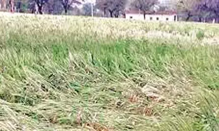 बारिश ने बढ़ाई किसानों की मुसीबत, गरज चमक के साथ आया पानी - मौसम में ठंडक बारिश ने बढ़ाई किसानों की मुसीबत, गरज चमक के साथ आया पानी - मौसम में ठंडक