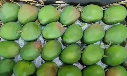 हापुस आम की आवक में हुई वृद्धि, कीमत में गिरावट, फेरीवाले ग्राहकों को बेंच रहे कर्नाटक के आम ! हापुस आम की आवक में हुई वृद्धि, कीमत में गिरावट, फेरीवाले ग्राहकों को बेंच रहे कर्नाटक के आम !