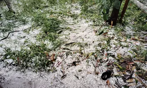 चौथे दिन भी ओलावृष्टि, बिछ गईं फसलें, जिले में कुदरत का कहर जारी