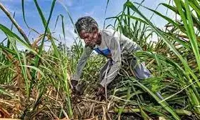 बेमौसम बारिश से नागपुर जिले के 256 गांवों में फसल नष्ट, 3874 किसान प्रभावित