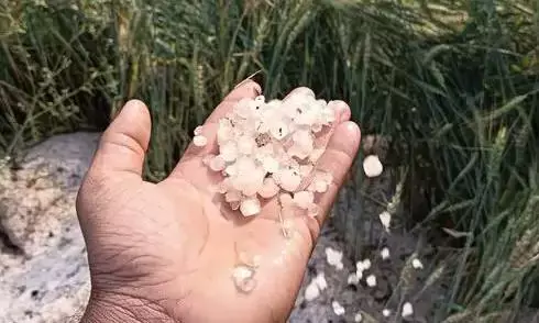 मध्यप्रदेश में बारिश-ओले का दौर जारी, छिंदवाड़ा और सिवनी समेत कई जिलों में फसल को पहुंचा नुकसान