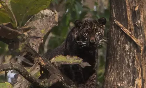 पेंच के कोर एरिया में दिखा काला तेंदुआ, सफारी के दौरान रोमांचित हुए पर्यटक