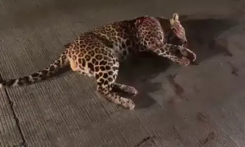 हाइवे पर अज्ञात वाहन की टक्कर से तेंदुआ गंभीर, रूखड़ परिक्षेत्र में गंगाटोला के पास हुई घटना