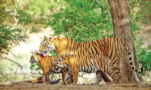 आज वर्ल्ड फॉरेस्ट डे : अतिक्रमण के चलते कम हो रहा जंगल, बढ़ रहे बाघ, तेंदुए आज वर्ल्ड फॉरेस्ट डे : अतिक्रमण के चलते कम हो रहा जंगल, बढ़ रहे बाघ, तेंदुए